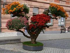 149 BONZAI A MAULEVRIER 2016_000017